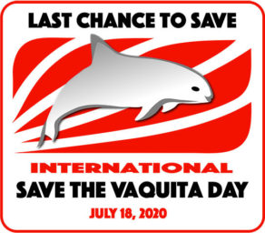 Home New Viva Vaquita Working To Save The Vaquita Porpoise